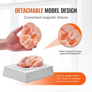 Modello Anatomico del Cervello Umano a Grandezza Naturale 1:1, Scomponibile in 9 Parti, con Etichette, per Esposizione e Scienza Medica - Product Image 4