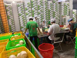 EXPORT STANDARD Premium Whole FRAIS DIAMOND COCO Husk Shell Organic 800g 900g Vietnam Quality Healthy Natural Tropical Drink - Product Image 6