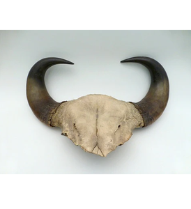 100% Natural Buffalo <b>Decorative</b> Horn Pair 2 Pieces Natural shape Home <b>decor</b> High Quality Buffalo Horn pair - Product Image 6