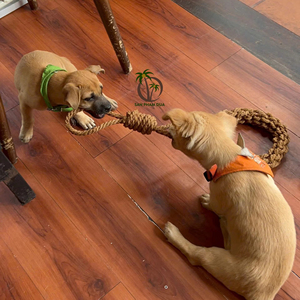 Balle à mâcher pour animaux de compagnie en fibre de coco de qualité supérieure, jouet naturel pour chien, fournisseur en gros / Fournisseur OEM / jouet à mâcher sûr, prix usine - Product Image 1