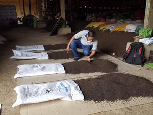 Poudre de poivre noir/blanc épicé chaud du Vietnam/qualité supérieure de baie légère de tête d'épingle de l'usine du Vietnam supérieure - Product Image 6