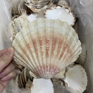 Decoración artesanal para el hogar y los alimentos, concha marina pulida, concha de mar natural hecha en Vietnam, embalaje OEM - Product Image 1