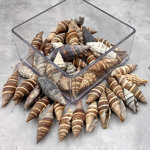Conchas marinas naturales para decoración de acuarios, de gran calidad, limpias, en oferta al por mayor. - Product Image 4