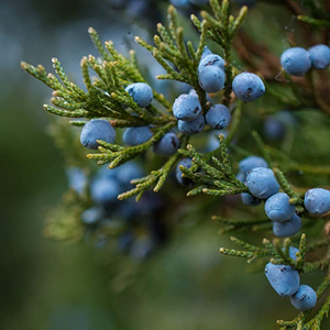 Natural Dried Juniper Berries Bulk Wholesale Organic New Season Premium Export Quality Private Label Supply OEM Service - Product Image 1
