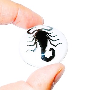Black Scorpion Real Specimen Plastic Cabochon Round 38x38 mm White Flat Bottom for Crafts and Jewelry Making - Product Image 3