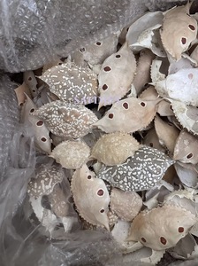 เปลือกปูแห้งธรรมชาติคุณภาพสูงสำหรับอาหารในร้านอาหารจากเวียดนาม/เปลือกปูทั้งลูกทำความสะอาดเรียบร้อย ราคาถูกสำหรับการส่งออก - Product Image 6