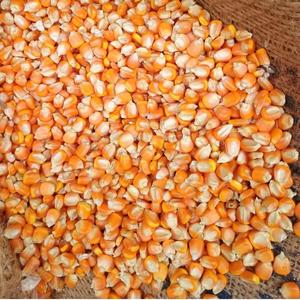 Maíz Amarillo Orgánico de la Mejor Calidad, Natural, Rico en Nutrientes, Grado A, Alimento para Ganado, Suministro a Granel, Vida Útil de 12 a 18 Meses, 12% de Humedad - Product Image 4