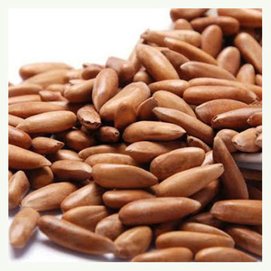 Pignons de pin de haute qualité, meilleurs prix, purée naturelle de pignons de pin en vrac (KG) ou toute quantité demandée, collations saines - Product Image 4