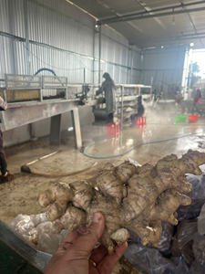 Vietnam <b>Fresh</b> <b>Ginger</b> Farm Direct High Quality Strong Flavor Wholesale Export - Product Image 5