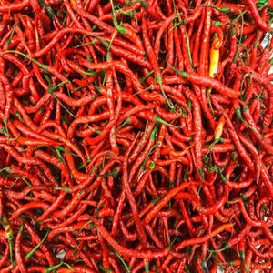 Piment rouge entier indien de qualité alimentaire naturelle, marque FitTree International, durée de conservation de 24 mois, transformation brute pour la fabrication - Product Image 6