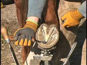 Cuchillo ovalado para pezuñas, afilador de herrador, cuidado de pezuñas, corte y limpieza, instrumentos veterinarios para ganado, hoja de acero inoxidable - Product Image 6