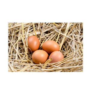 ไข่ไก่สดสีน้ำตาล / ไข่ไก่สด, ขายในราคาที่ดีที่สุด ไข่ไก่สดจากฟาร์ม ไข่ไก่สดสีน้ำตาล ไข่ไก่สดสีขาว - Product Image 4