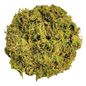 Planta de musgo vietnamita de alta calidad, producto agrícola Premium en Pila de musgo - Product Image 3