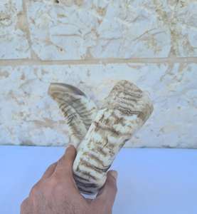 Cuerno de Carnero Kosher, Semipulido, Shofar |   Auténtico Cuerno de Shofar de Israel |   Corneta Judía, Chofar Original de Israel. - Product Image 1