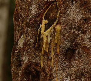 Resina de Benzoína 50% DEP (BZ-0104) Aroma a Vainilla - Product Image 1