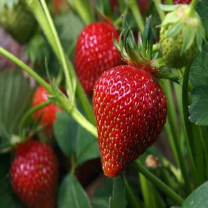 Fresas Frescas Dulces Naturales de Granja, Fruta Roja Jugosa de Alta Calidad, Perfectas para Smoothies, Postres y Recetas de Jugos - Product Image 6