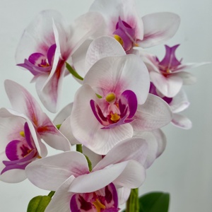 Fiori Decorativi di Orchidea Phalaenopsis per Interni di Ville e Appartamenti - Product Image 4