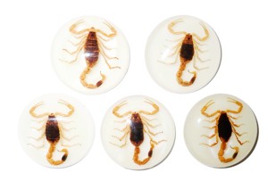 Golden Scorpion Real Specimen Plastic Cabochon Round 38x38 mm Glow Flat Bottom for Crafts and Jewelry Making - Product Image 5