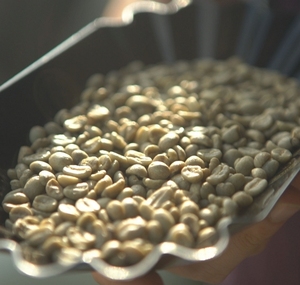 By Detech Coffee Joint Stock Commercial Milds-Wet Hull Sustainable Specialty Green Coffee <b>Bean</b> Son La Vietnam Arabica H1 - Product Image 1