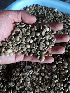 Café Vert Robusta PHALCO de Haute Qualité Grade 1 Tamis 16/18 Vietnam Meilleur Prix Prêt à l'Exportation en Sac de Jute - Product Image 5