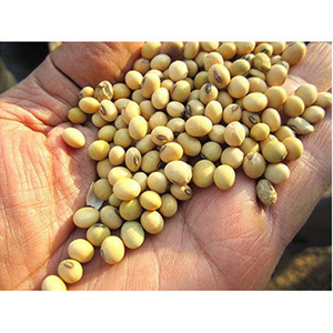 Soja non-OGM disponible à prix avantageux / Soja jaune non-OGM de qualité supérieure à haute teneur en protéines / Farine de soja 48% de protéines - Product Image 3