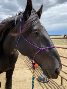 Cabestro de cuerda OEM para caballo con anillas de latón, trenzado, para equitación de rancho, con logotipo personalizado, proveedor mayorista - Product Image 3