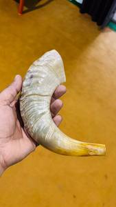 Grand Shofar en corne de bélier naturelle, poli, en agate de mouton, véritable corne de mouton semi-polie, son fort, clair et profond - Product Image 5