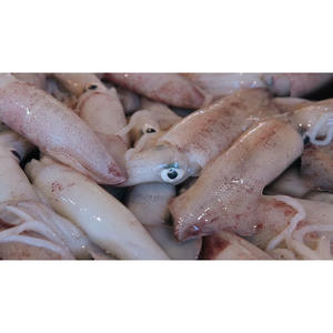 Mejor Precio Calamar Congelado Premium Disponible a Granel Ideal para Proveedores y Mayoristas de Mariscos Calamar Congelado Entero - Product Image 6