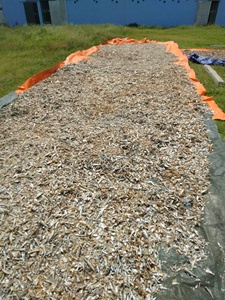 Harina de pescado de alta proteína 100%, bolsa de 50kg para pollo, pescado, ganado, cerdo, caballo y perro, contenedor de 18 toneladas/20 pies - Product Image 2