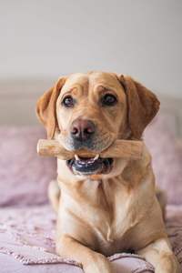 Jouet à mâcher pour chien en bois de café vietnamien avec cordon parfait pour les mâcheurs agressifs - Product Image 6