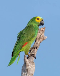 Premium Blue-Fronted for Parrots Live <b>Birds</b> South Africa NMF (PVT) LTD for Aviculture Breeding <b>Aviaries</b> Ornamental <b>Bird</b> - Product Image 1