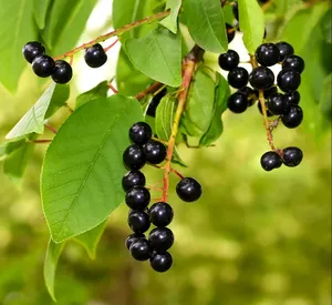 Poudre d'extrait de cerise noire Prunus Serotina Qualité alimentaire Pureté 80% Qualité d'exportation d'Inde - Product Image 5