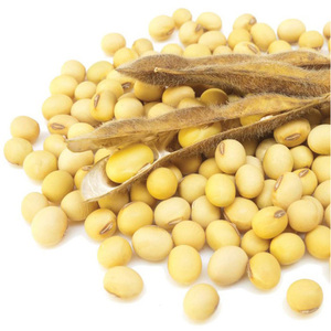 Soja jaune non-OGM de haute qualité - Soja / Grains de soja. Grains de soja non-OGM - Product Image 3