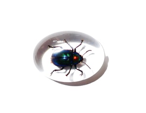 Cabochon ovale en plastique avec spécimen réel de Coléoptère à feuilles brillantes, 18x25 mm, fond plat transparent, pour artisanat et fabrication de bijoux - Product Image 5