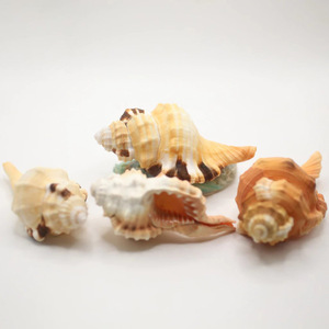 Conchas marinas crudas al por mayor, accesorios para acuarios, precio más bajo, conchas naturales de playa - Product Image 6