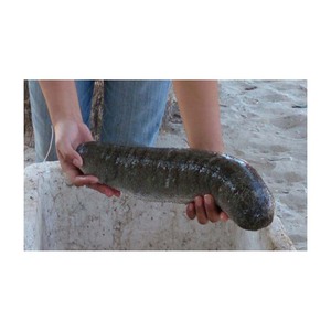 Mejor precio para pepino de mar fresco de alta calidad, pepino de mar seco - Product Image 1