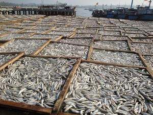 Anchois séchés de qualité supérieure, petits poissons, riche en calcium, fournisseur vietnamien, meilleur prix d'usine - Product Image 5