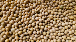 Soja non-OGM pour l'alimentation du bétail, alimentation animale à haute énergie, matière première de qualité alimentaire, emballage en vrac de 50 kg, vente en gros - Product Image 5