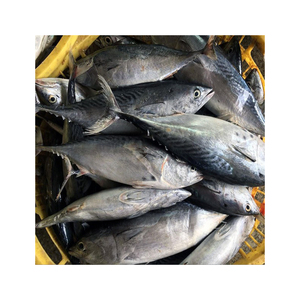Venta al por mayor de pescado bonito congelado, suministro a granel, bajo precio, alta calidad, pescado de mar - Product Image 1