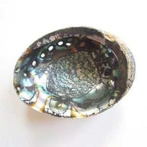 Natural <b>abalone</b> seashells for crafts & beach ornaments decorative paua <b>shell</b> seashell of <b>abalones</b> - Product Image 6