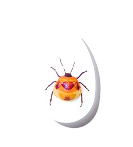 Cabujón de Plástico con Espécimen Real de Insecto Floral, Corte Pera, Parte Superior de 46x30 mm, Base Plana Blanca para Manualidades y Joyería - Product Image 2