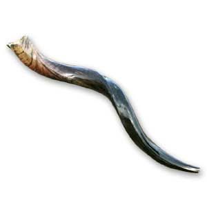 1. Shofar naturel en corne de bélier, trompette artisanale traditionnelle, instrument pour les cérémonies religieuses juives, le culte et les festivals - Product Image 6
