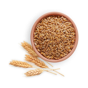 Grains de blé frais de la ferme pour la consommation domestique, la transformation alimentaire industrielle et l'exportation en vrac à prix de gros - Product Image 1