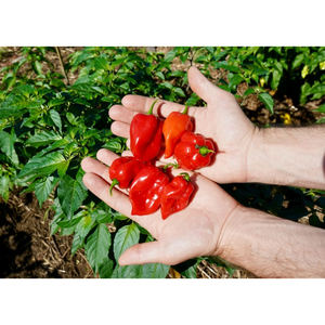 Pimiento habanero fresco envasado en cartones a granel para envío aéreo y marítimo a compradores internacionales - Product Image 4