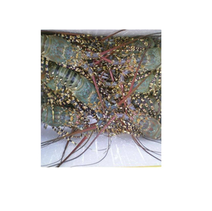 Homard Vivant / Queues de Homard de Thaïlande à Prix Compétitif, Vente en Gros en Vrac pour l'Exportation - Product Image 5