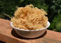 Mousse de mer (Laver) sauvage vietnamienne séchée, assaisonnée et grillée, emballage en sachet - Pure pureté vietnamienne [Liam]