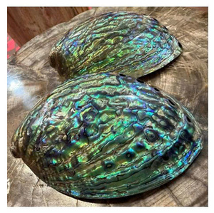 Conchas de abulón natural pulidas ecológicas al por mayor de Vietnam para manualidades, decoración del hogar, embalaje de regalos y bricolaje - Product Image 1