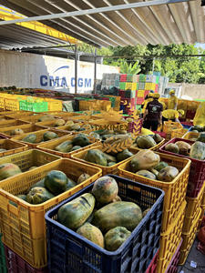 Secado de frutas de papaya natural 100% con rebanada Papaya seca suave de Vietnam con precio competitivo - Product Image 2