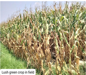 Vente en gros d'ensilage de maïs pour l'alimentation animale des bovins chevaux vaches moutons et porcs - Product Image 5