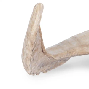 Shofar Auténtico de Cuerno de Carnero, Instrumento de Soplo Artesanal para Oración, Neha Enterprises, Culto Religioso, Sinagoga, Festival - Product Image 4